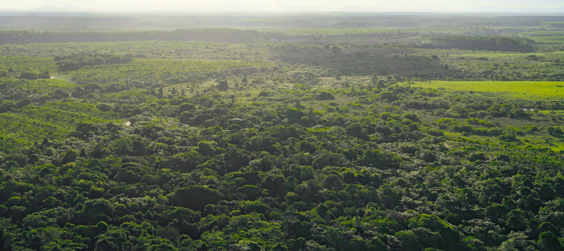 Apple’s Restore Fund cultivate new roots in the Atlantic Forest